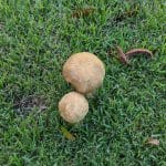 two mushrooms growing in the grass. One large, one small